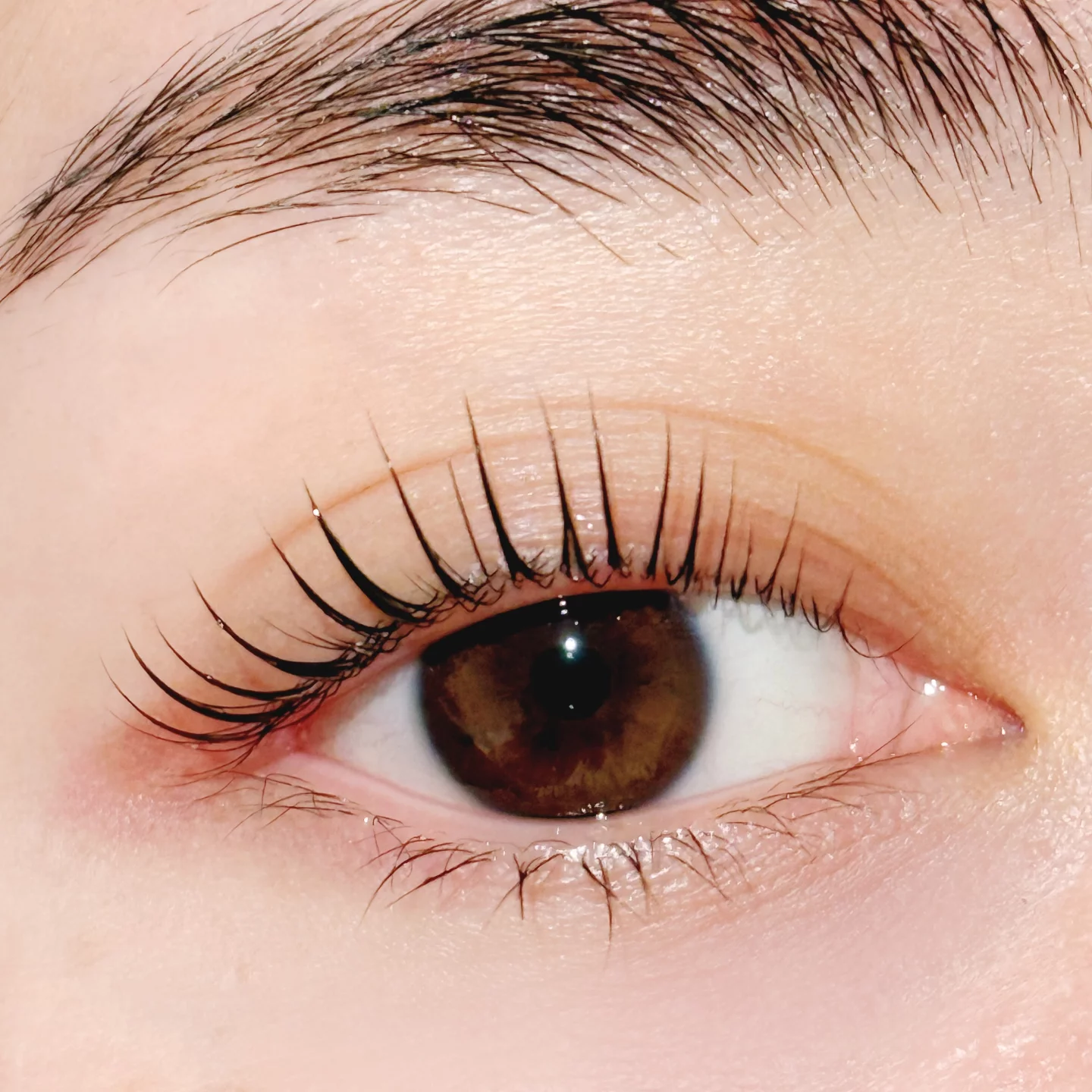 Close-up lash lift result by Bella Beauty